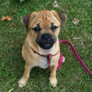 As with all jack russell terrier mixes you should keep an eye for for some of these jack russell characteristics Bella my Pug/Jack Russel cross. Best dog ever!!! | Pug mix, Designer dogs, Mixed breed dogs