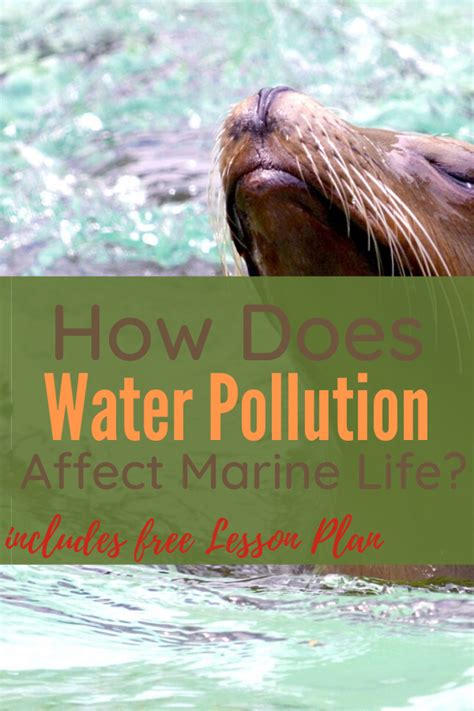 How Water Pollution Affects Marine Life Marine Life Water Pollution