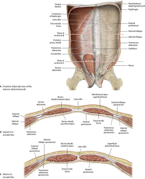 Anterior Abdominal Wall Abdomen Human Anatomy Images And Photos Finder