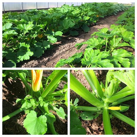 Yes… but it's still very keto friendly. First squash of the year are blooming and making fruit in ...