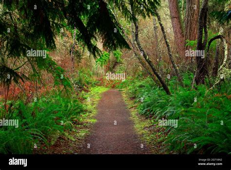 A Exterior Picture Of An Pacific Northwest Forest Trail Stock Photo Alamy