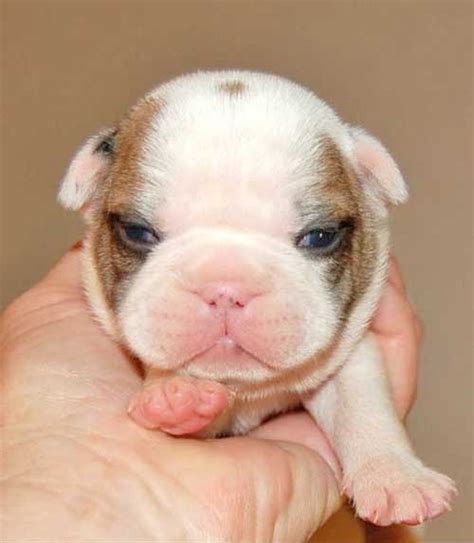 53 New Born French Bulldog Photo Bleumoonproductions