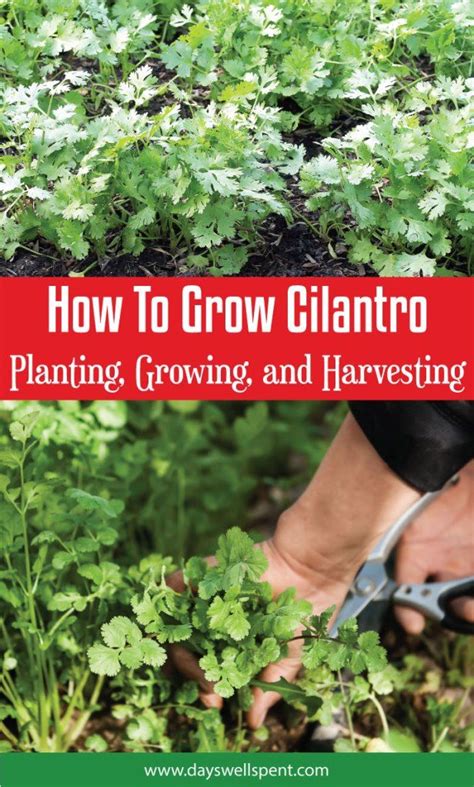 How To Grow Cilantro Planting Growing And Harvesting Growing