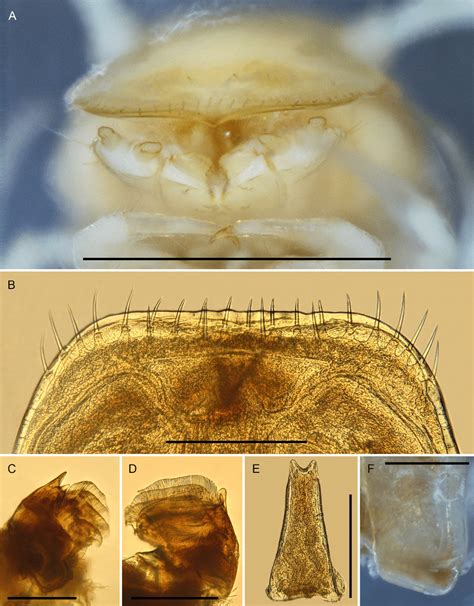 Typhloiulus Balcanicus Sp Nov A Holotype Male Head Anterior View