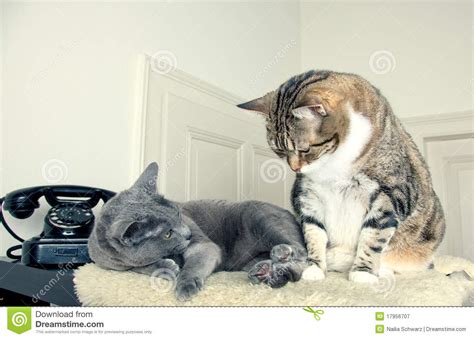 Two Cats Stock Image Image Of Charming Lying Cute