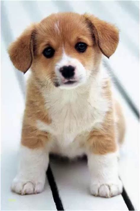 The Top 10 Cutest Puppy In The World For Kids 2020 Puppies Cute