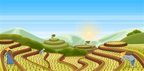 Rice Terrace Fields Vector Landscape Illustration Asian Harvesting