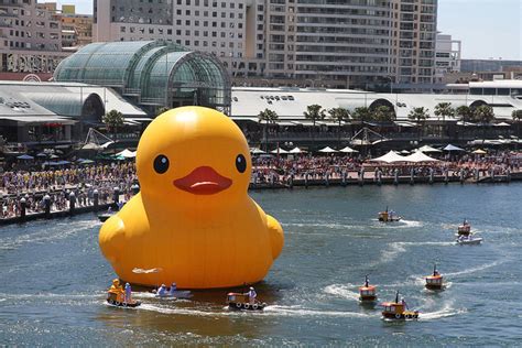 .kong, florentijn hofman's quirky floating duck installation has made its way across the pacific the giant rubber duck will make its splash in celebration of the city's annual tall ships festival. Florentijn Hofman's Five-Story-Tall Rubber Duck Floats Its ...