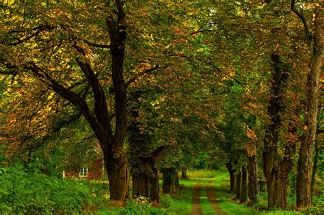 Autumn Colorful Road Colors Walk Path Fall Trees Nature Forest