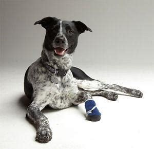 Bandages bandaging a wound on your dog can be enough to stop your dog wanting to lick the wound. How Can I Stop My Dog From Licking His Wound ...