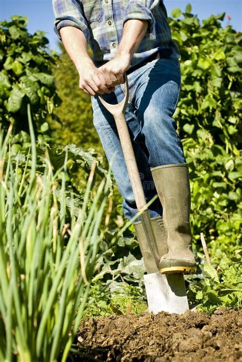 Man Digging In Vegetable Garden Stock Photos Image 15828523