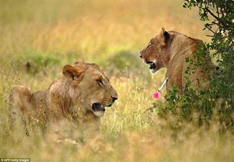 Incredible Moment Lion Tries To Save Lioness From Being Tranquilized At