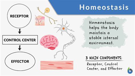 Homeostasis Definition And Examples Biology Online Dictionary