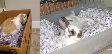 How To Make A Rabbit Dig Box Explained In 09 Steps