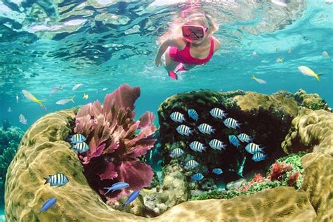 Snorkeling Well Worth Every Penny Review Of Sundiver Snorkeling Tours Key Largo Fl