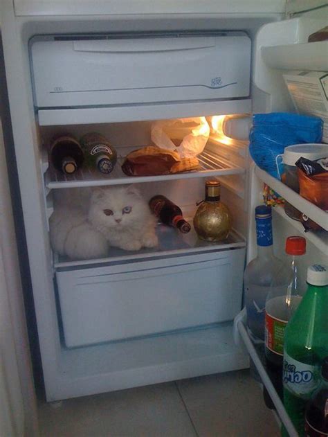 39 Hilarious Examples Of Cat Logic That Will Make You Shake Your Head