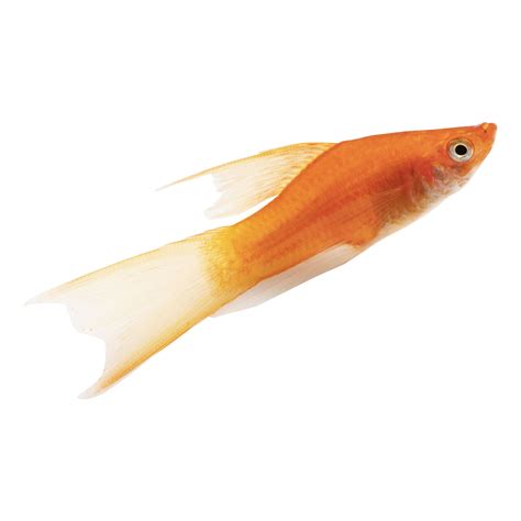 Red Lyretail Swordtail For Sale Petco