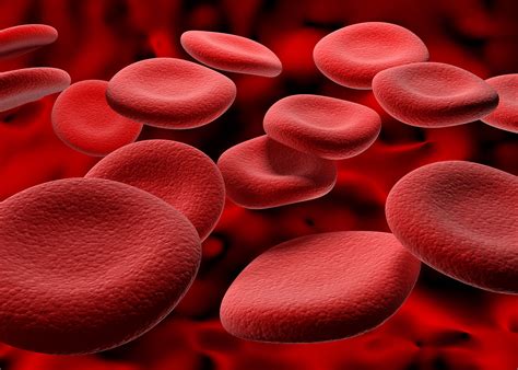 The different components that make up blood. Blood | Definition, Composition & Function | sciencekeys