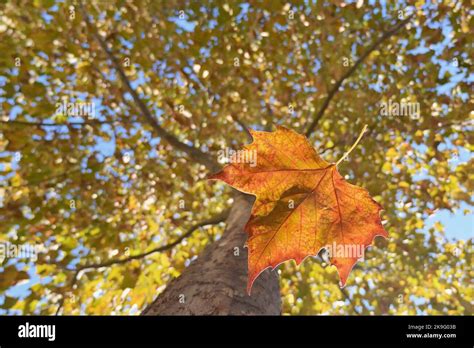 Autumn Closeup Single Maple Leaf Falling Down Stock Photo Alamy