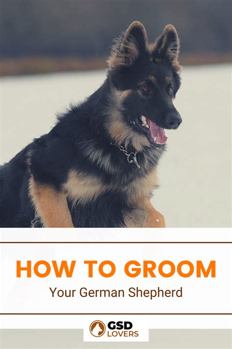 How To Groom Your German Shepherd Gsd Grooming In 2023 German Shepherd Grooming German