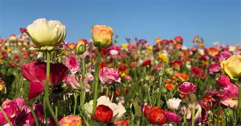 Последние твиты от flowers los angeles (@flowermarketla). How to Do Spring in Los Angeles