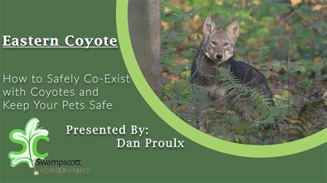 Eastern Coyote Presentation By Dan Proulx Youtube