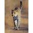 33 African Leopard Facts Panthera Pardus  Storyteller Travel
