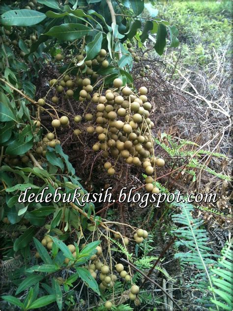 Setiap pokok mata kucing mampu mengeluarkan 2,000. Kasih Suci - Mama Damia: Sesi membalut buah mata kucing