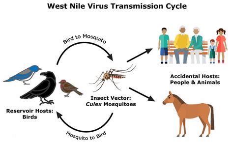 West Nile Fever Causes Signs Symptoms Diagnosis Treatment And Prognosis