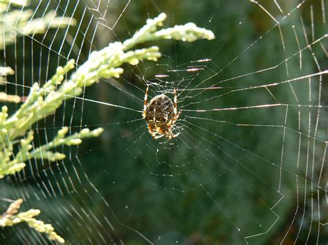 Autumn Spiders A Wonderful Autumn Morning Meant The Spider Flickr