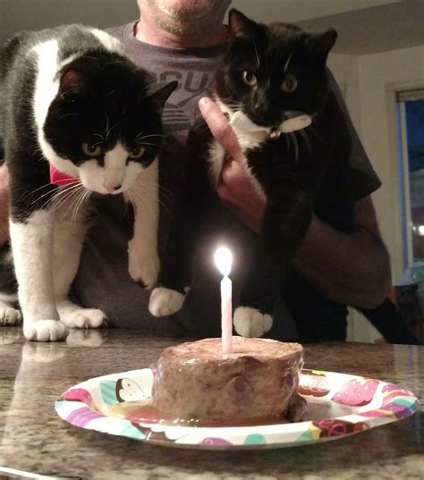 Kitties First Birthday Animals Friends First Birthdays Kitty