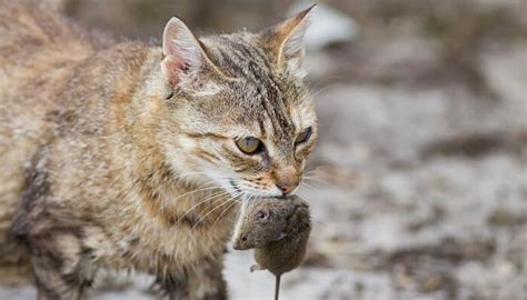 (if you've ever had to chase an injured squirrel out of your kitchen, then you've seen this in the wild, cat mothers teach their young how to eat their food by bringing home dead or injured prey. Why Do Cats Eat The Heads Off Mice? (+7 facts) - AnimalFate