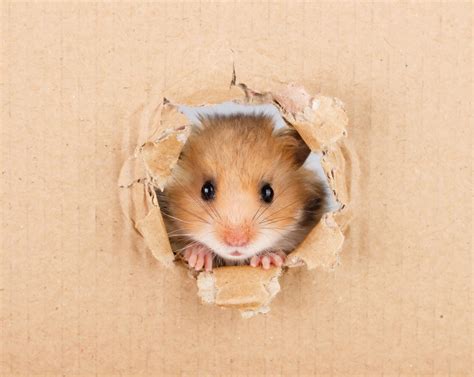Hamster Powered By Discuz
