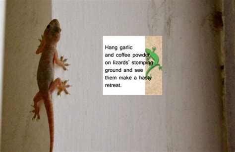 Flypaper when discussing about how to get rid of lizards from your house how can we forget to mention the use of flypaper! 16 Easy and Efficient Home Remedies to Get Rid of Lizards ...