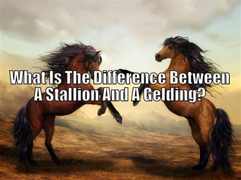 difference   stallion  gelding    horse faqs