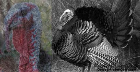 Tips For Afternoon Hunting Turkeys Hunt More Baby Bugout Bags