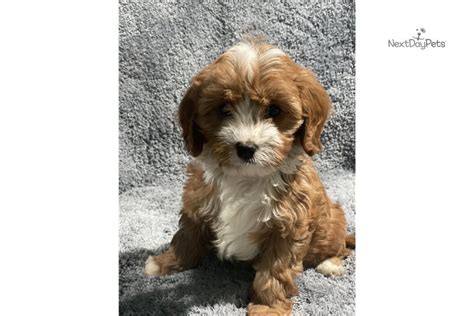 We did not find results for: Riley: Cavapoo puppy for sale near Dallas / Fort Worth ...