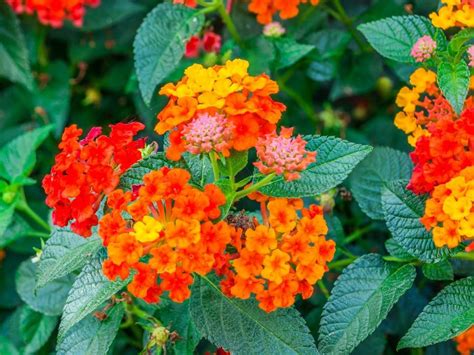 Often planted for cutting flowers since they are long lasting. 13 Rabbit-Resistant Annuals | HGTV | Annual plants, Indoor ...