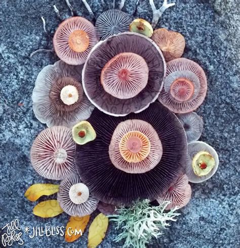 The Magical Beauty Of Mushrooms Captured By Jill Bliss Mushroom Art