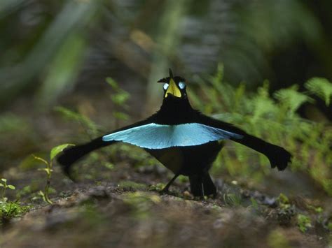 Birds of paradise outshine other birds with their beautiful plumage and spectacular courtship displays. Dance Moves Support Evidence for New Bird-of-Paradise ...