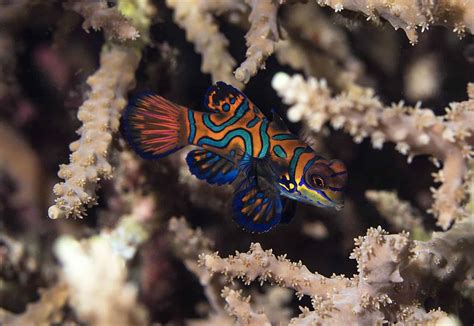 He said he was sorry for the mistake and that he loves and respects china and chinese people.. Mandarin Fish (Mandarin Dragonet) Care Guide: The Most ...