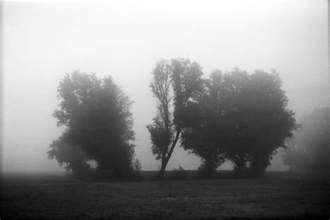 Boom 5312 Fp4 Trees In Mist Mark Nederhoed Flickr