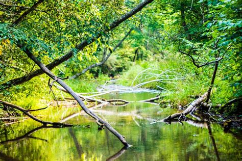 Forest River Stock Image Image Of Green Reflections 66477169