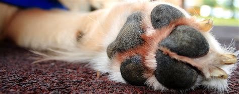 Do Cracked Paws Hurt Dogs Pet Help Reviews Uk