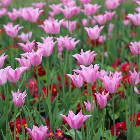 Buy Lily Flowered Tulip Bulbs Tulipa China Pink £299 Delivery By Crocus
