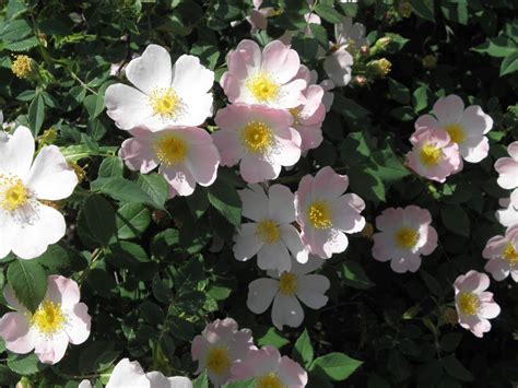Rosa Canina L Plants Of The World Online Kew Science