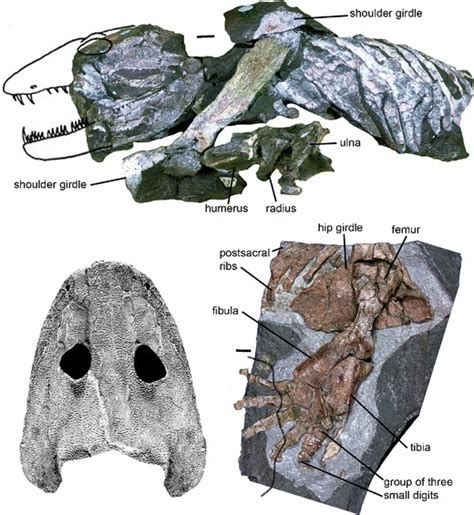 Ichthyostega Spp Top Ichthyostega Stensioei Geological Museum