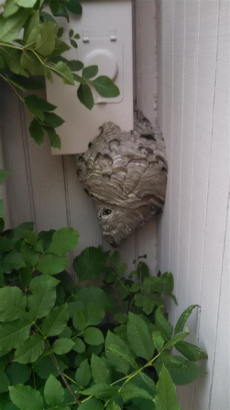 Pests We Treat Hornet Nest Removal In Allentown Large Hornet Nest
