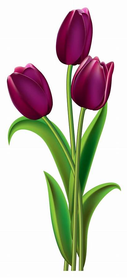Transparent Tulips Clipart Tulip Purple Flower Clip