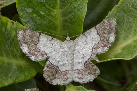 Z A Pingasa Ruginaria Geometrid Moth Geometridae Geo Flickr